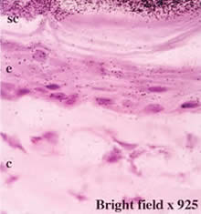 肌から浸透するトリペプチドコラーゲンの画像