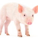 豚プラセンタの効果と安全性について