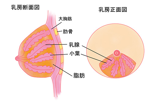 乳房の構造の画像