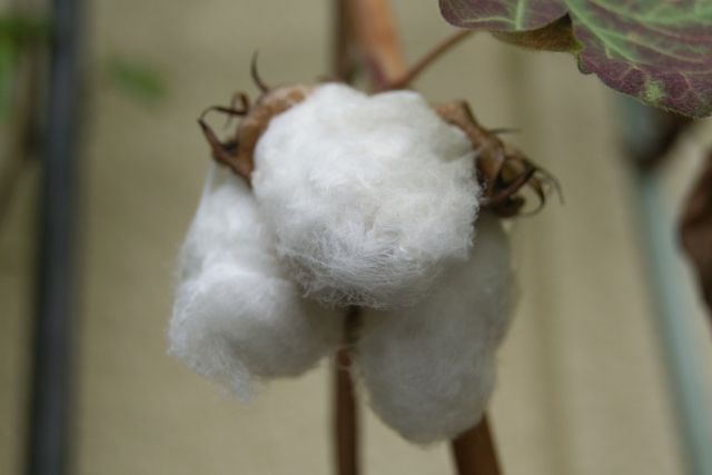 綿の画像