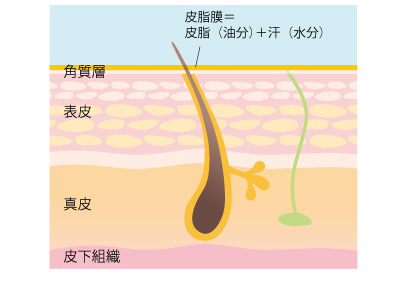 皮脂膜の画像