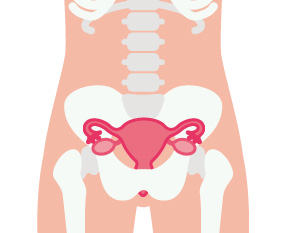 骨盤と子宮の画像